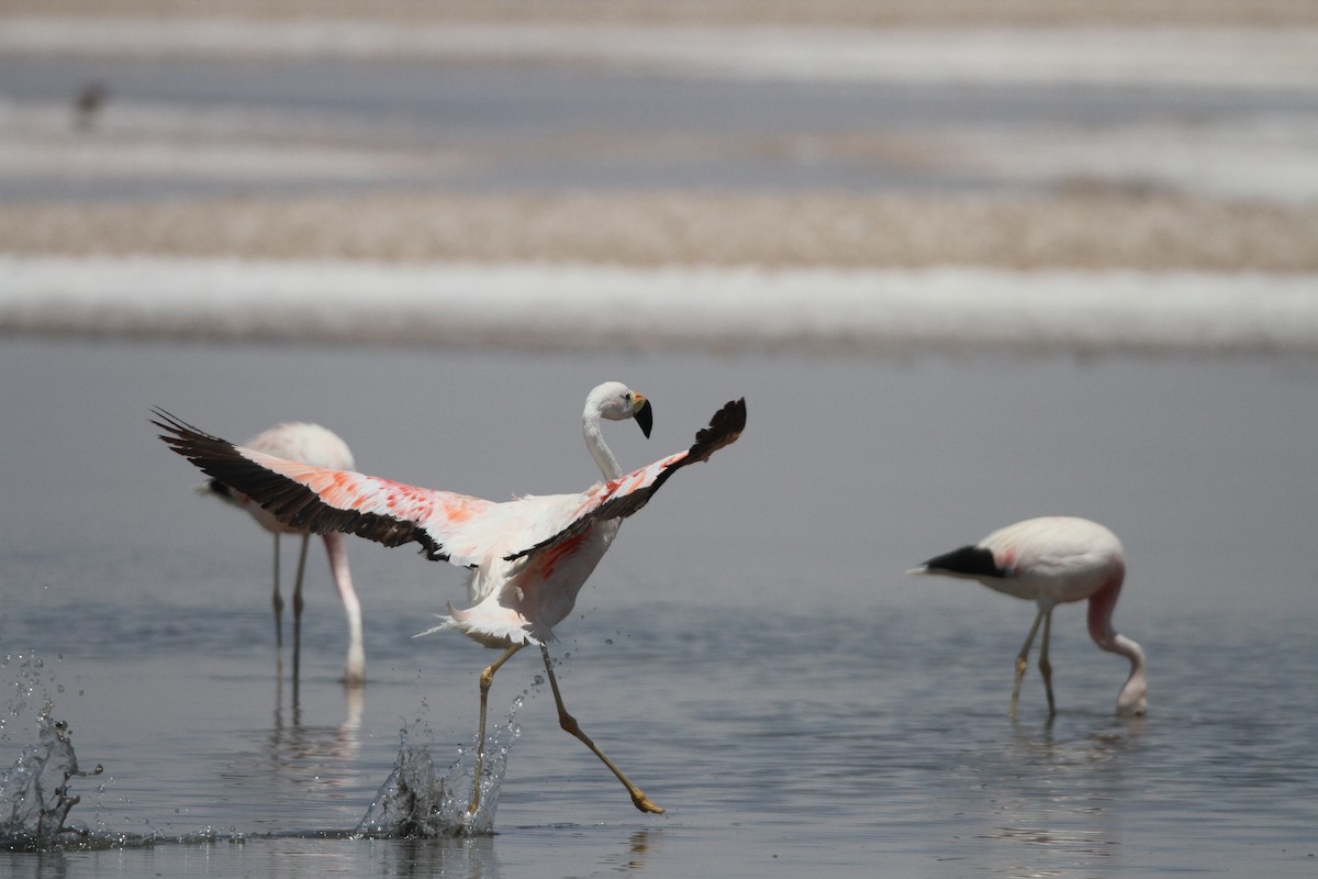 Andean Flamingo - John Pike