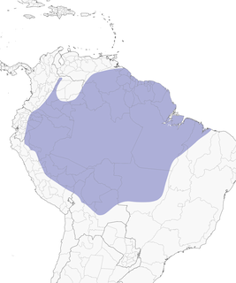Distribution of the Red-necked Woodpecker - Range Map