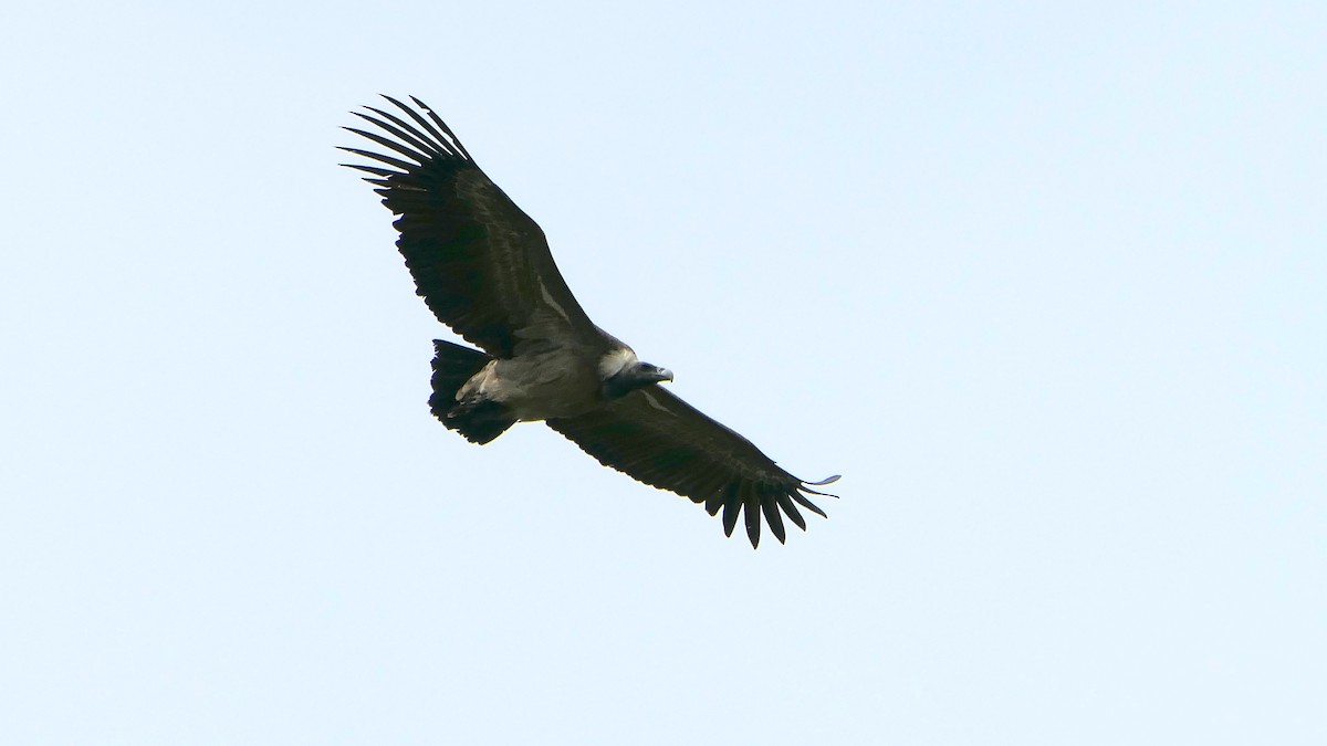 Indian Vulture - ML394043641