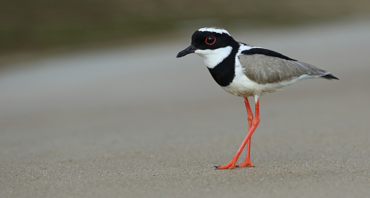 Pied Lapwing - Anonymous