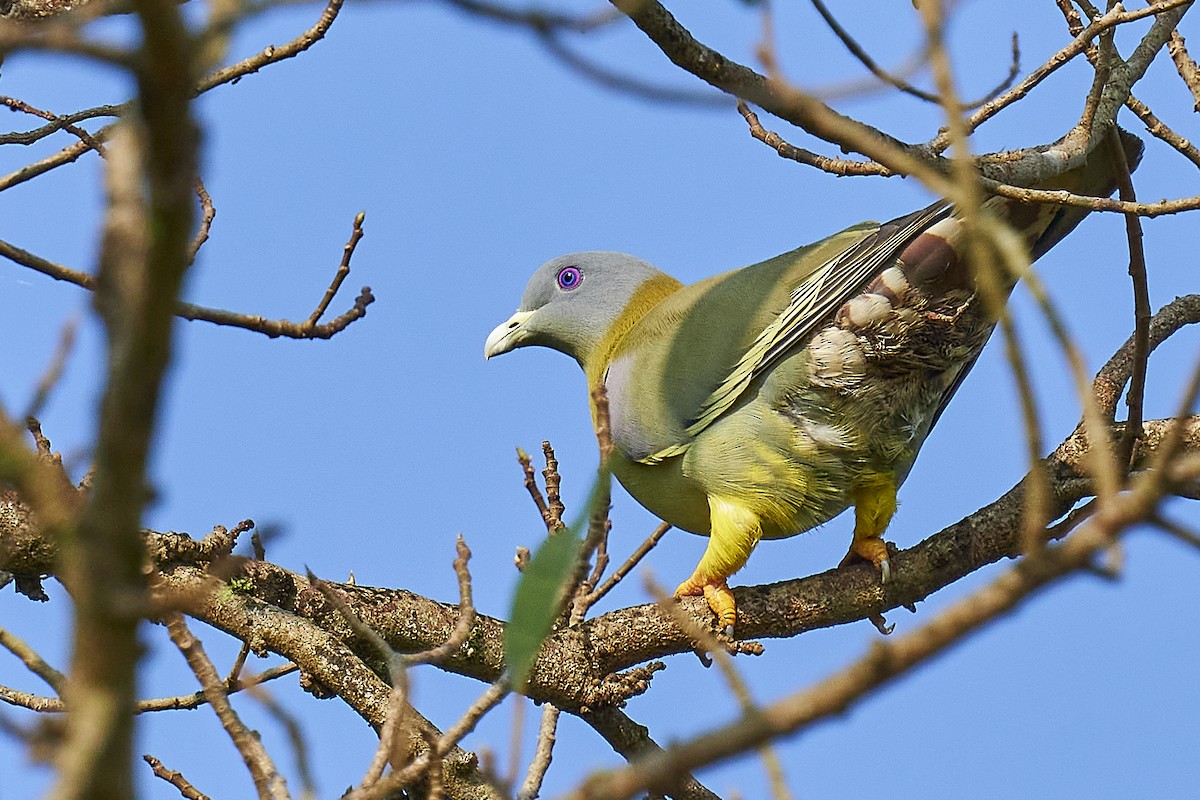 Yellow-footed Green-Pigeon - ML394046601