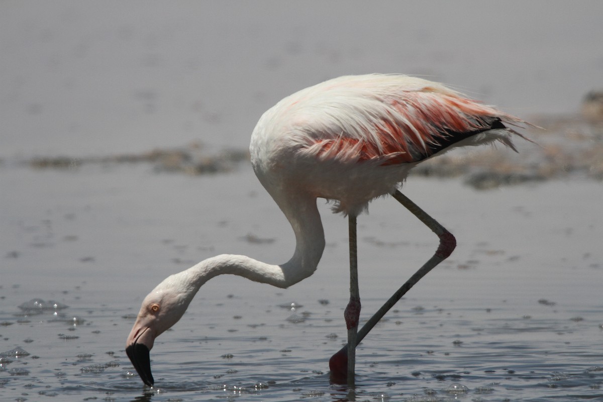Chilean Flamingo - ML39404781