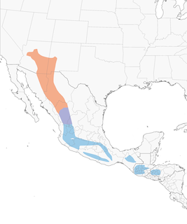 Distribution of the Red-faced Warbler - Range Map