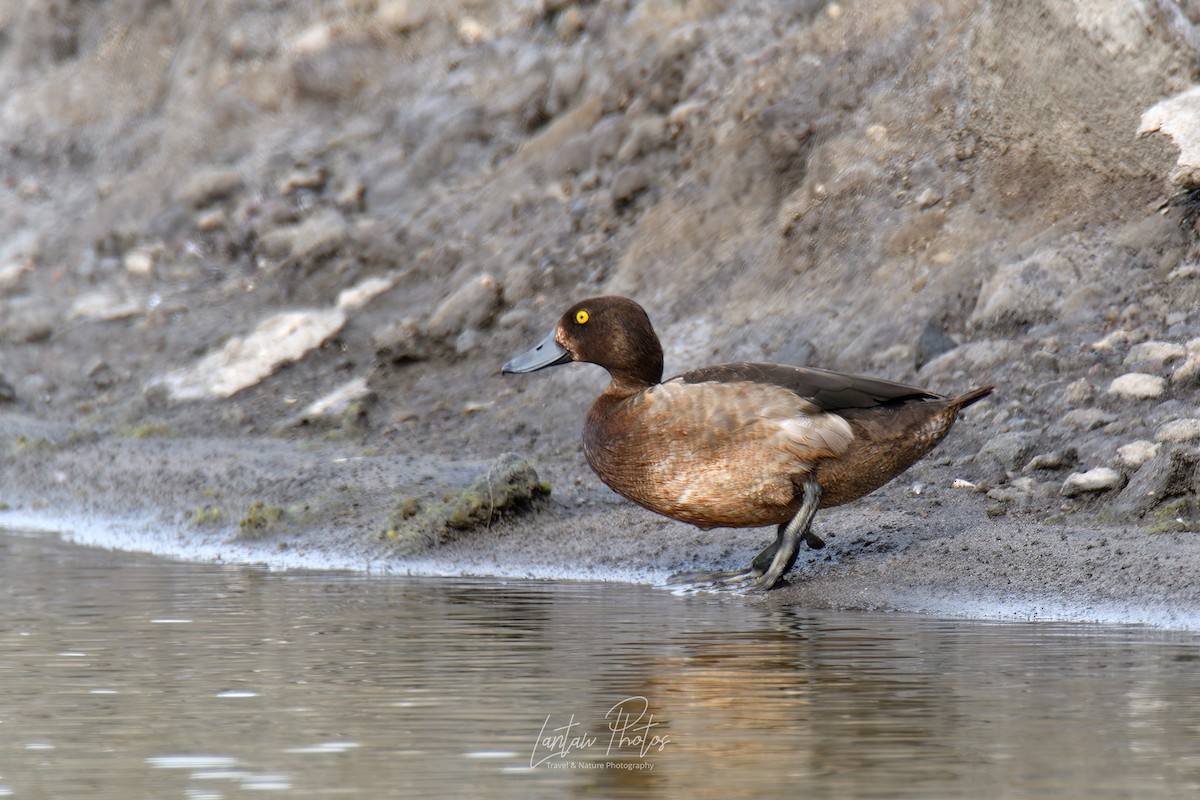 Tufted Duck - ML394052441