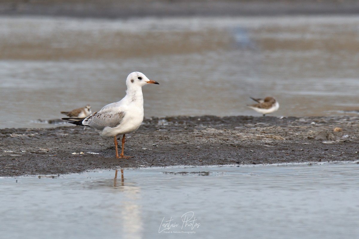 Mouette rieuse - ML394052831