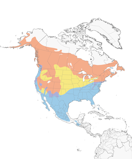Distribution of the Hermit Thrush - Range Map