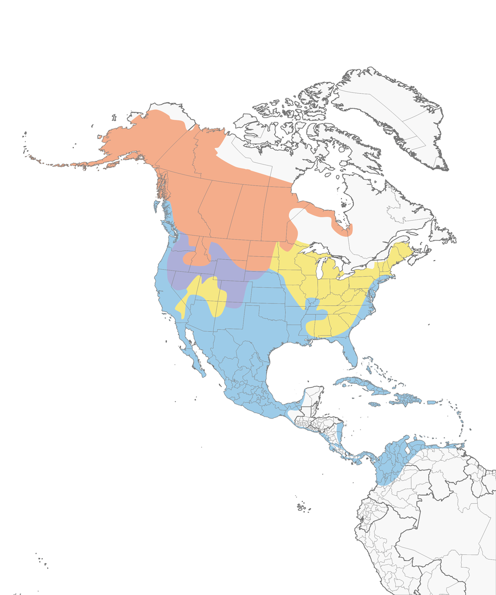 American Wigeon Range Map