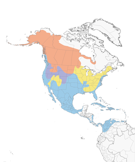 Distribution of the American Wigeon - Range Map