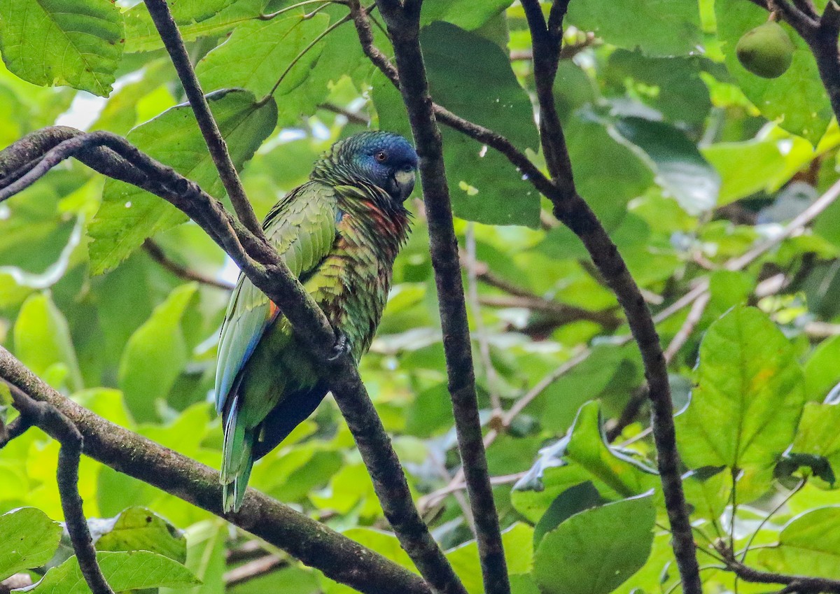 St. Lucia Parrot - Daniele Mitchell