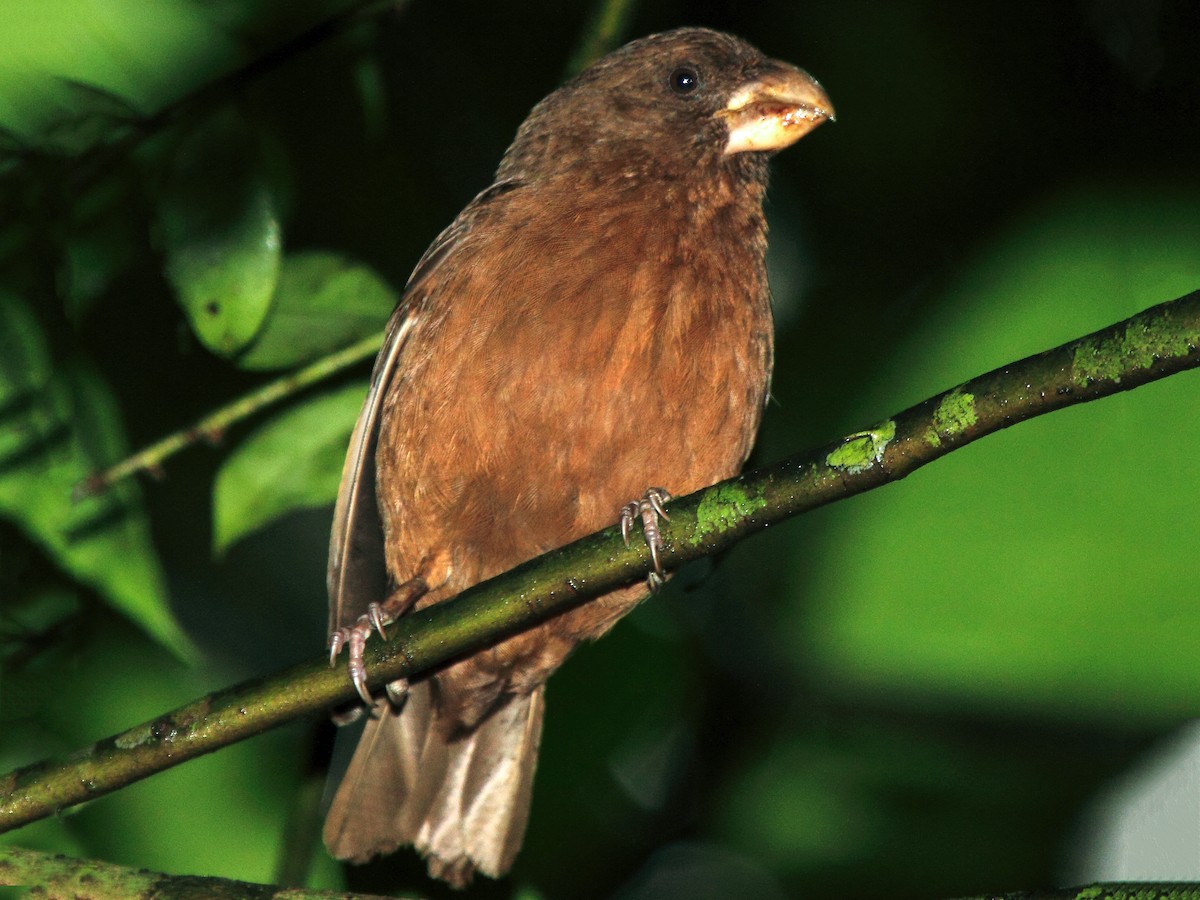 Sao Tome Grosbeak - Crithagra concolor - Birds of the World Sao Tome Grosbeak - Crithagra concolor - Birds of the World