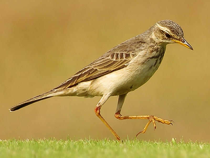 Long-legged Pipit - Bernard Guevorts