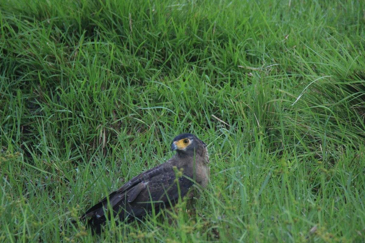 Crested Serpent-Eagle - ML394082691