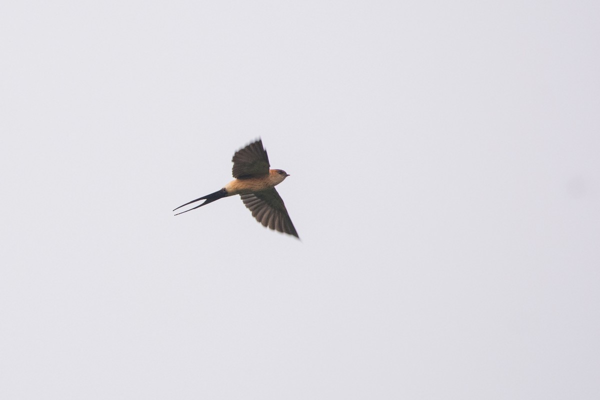Red-rumped Swallow - Aniketa Kabir