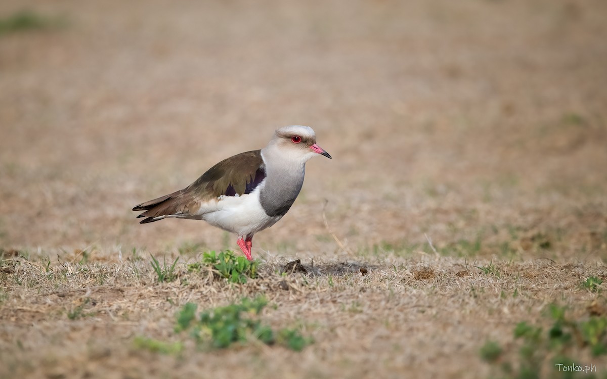Andean Lapwing - ML394084831