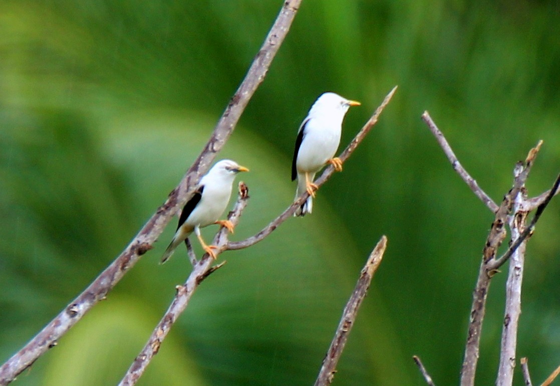 White-headed Starling - Subir Roy