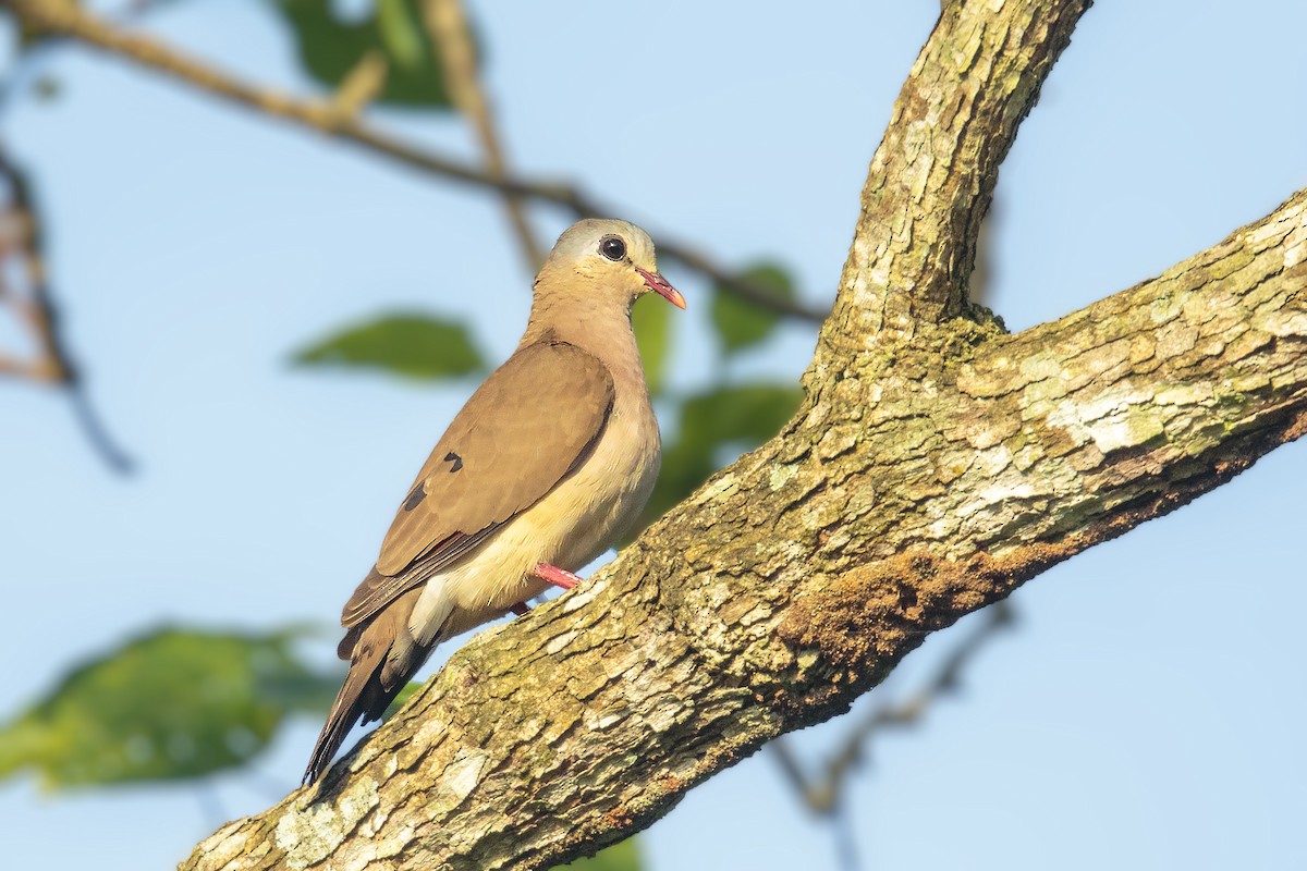 Blue-spotted Wood-Dove - ML394087771