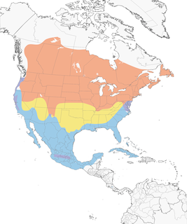 Distribution of the American Bittern - Range Map
