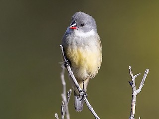  - Angola Waxbill