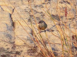  - Angola Waxbill