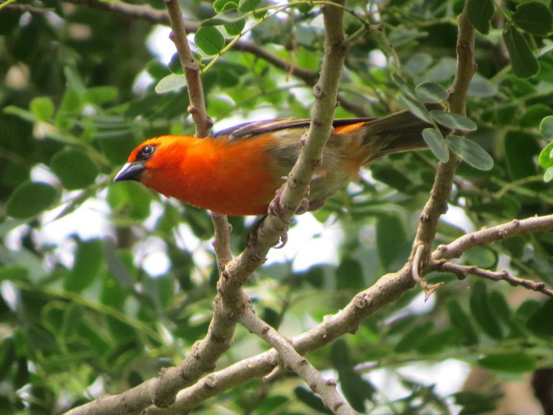 Red-headed Fody - Phil Gregory | Sicklebill Safaris | www.birder.travel