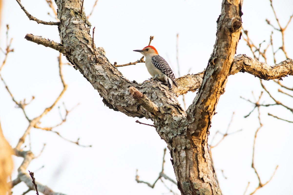 Red-bellied Woodpecker - ML394102591