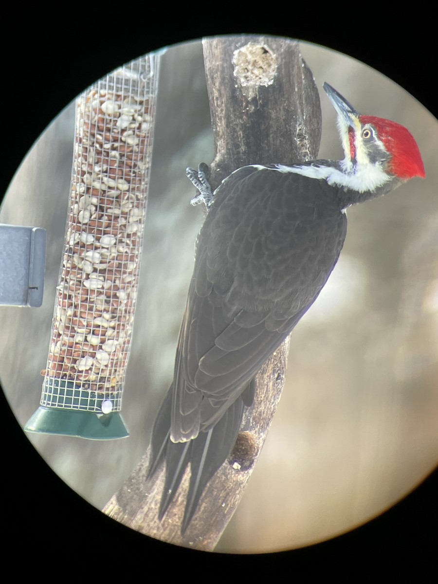 Pileated Woodpecker - ML394105591