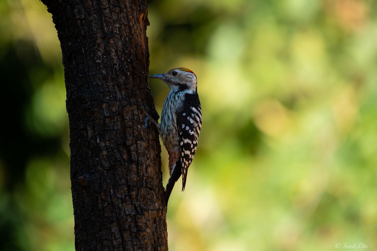 Brown-fronted Woodpecker - ML394106181