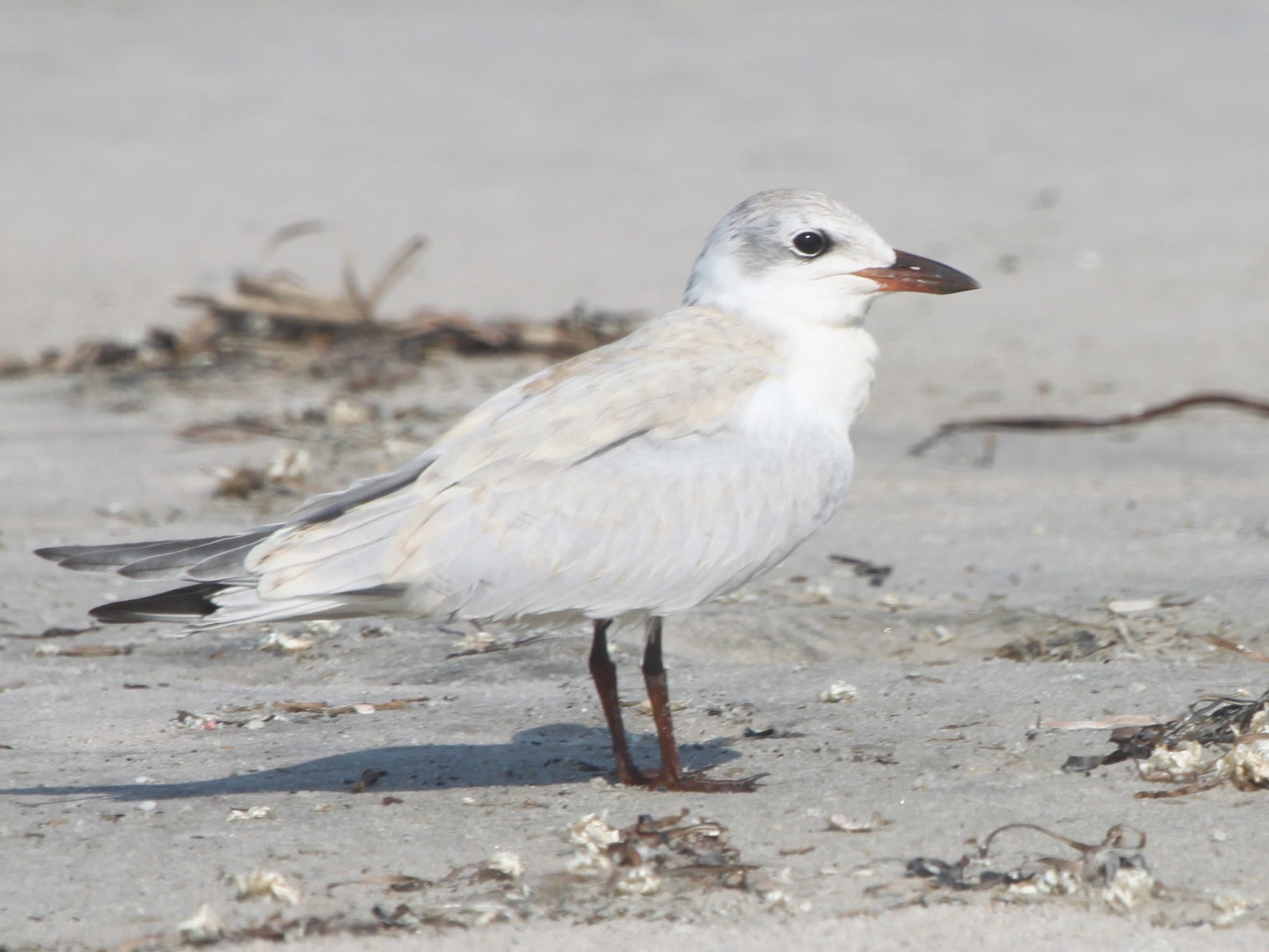 Gull-billed Tern - Ebird