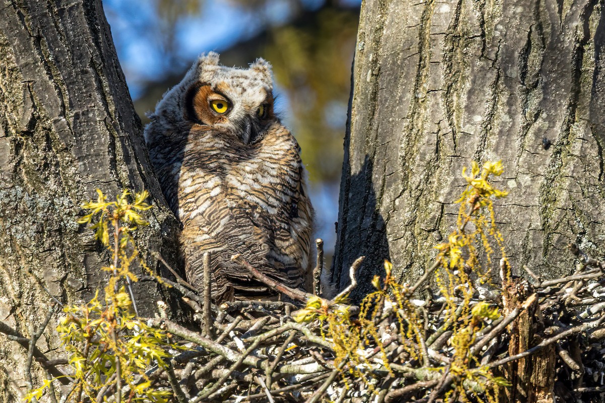 Great Horned Owl - ML394109751