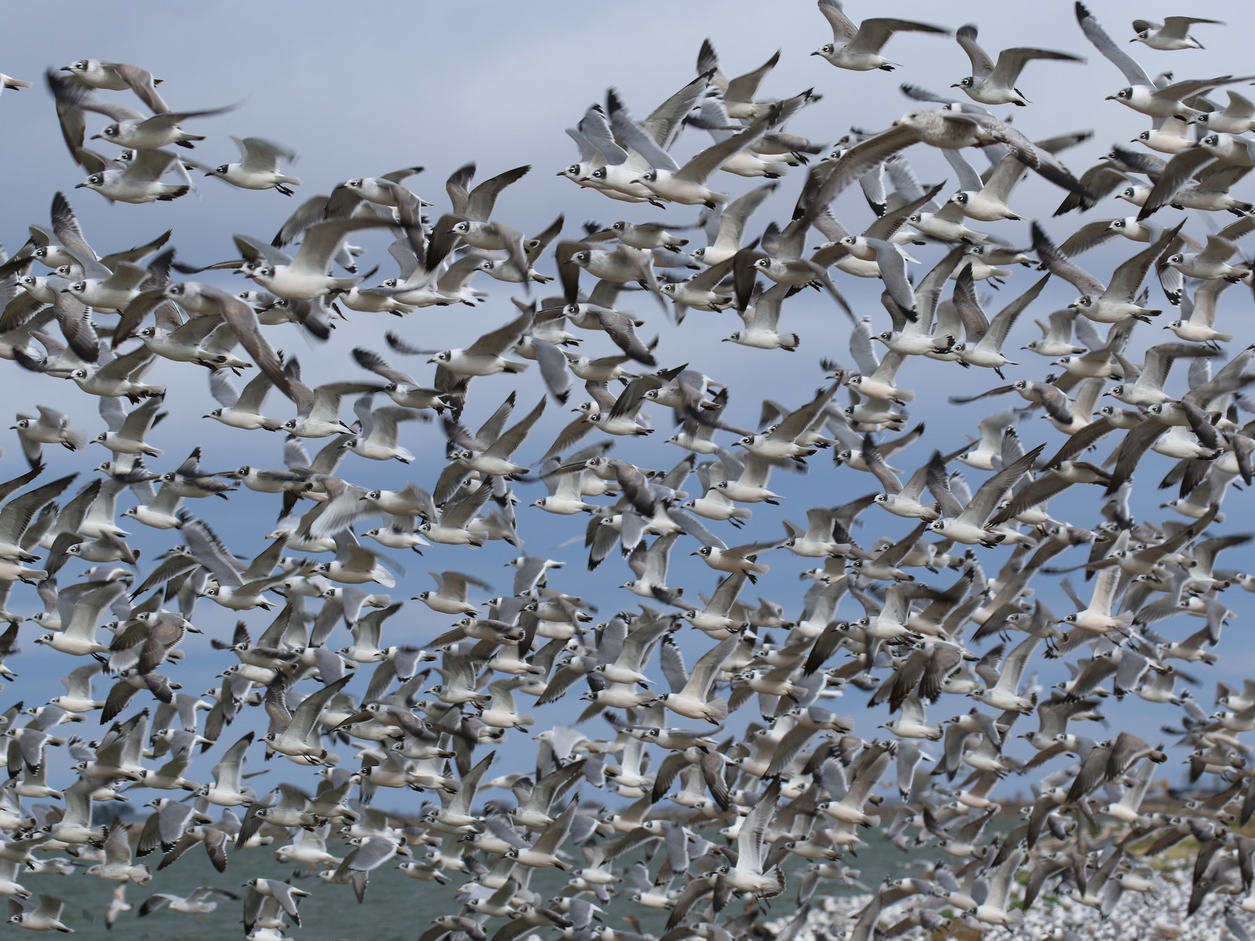 Franklin's Gull eBird