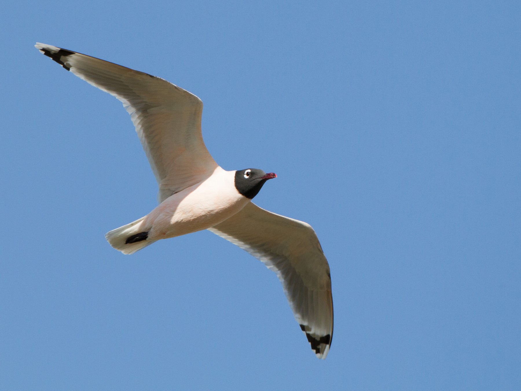 Franklin's Gull eBird