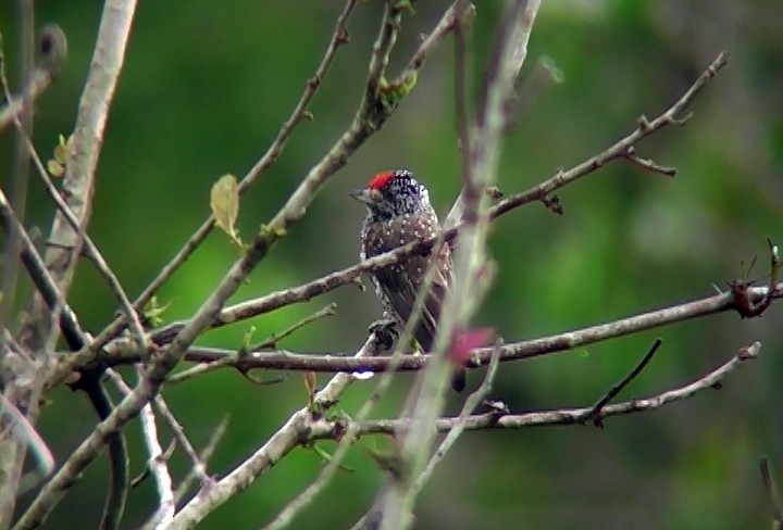 White-wedged Piculet - ML394115901