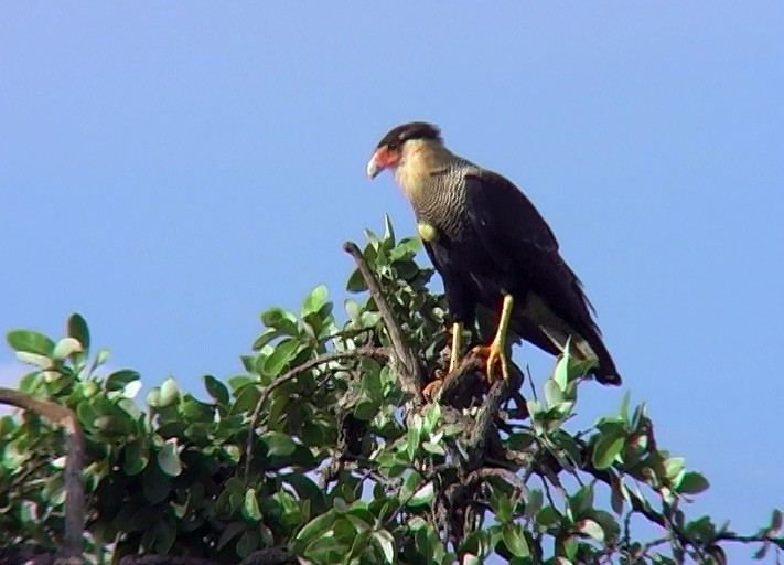 Crested Caracara (Southern) - ML394116341