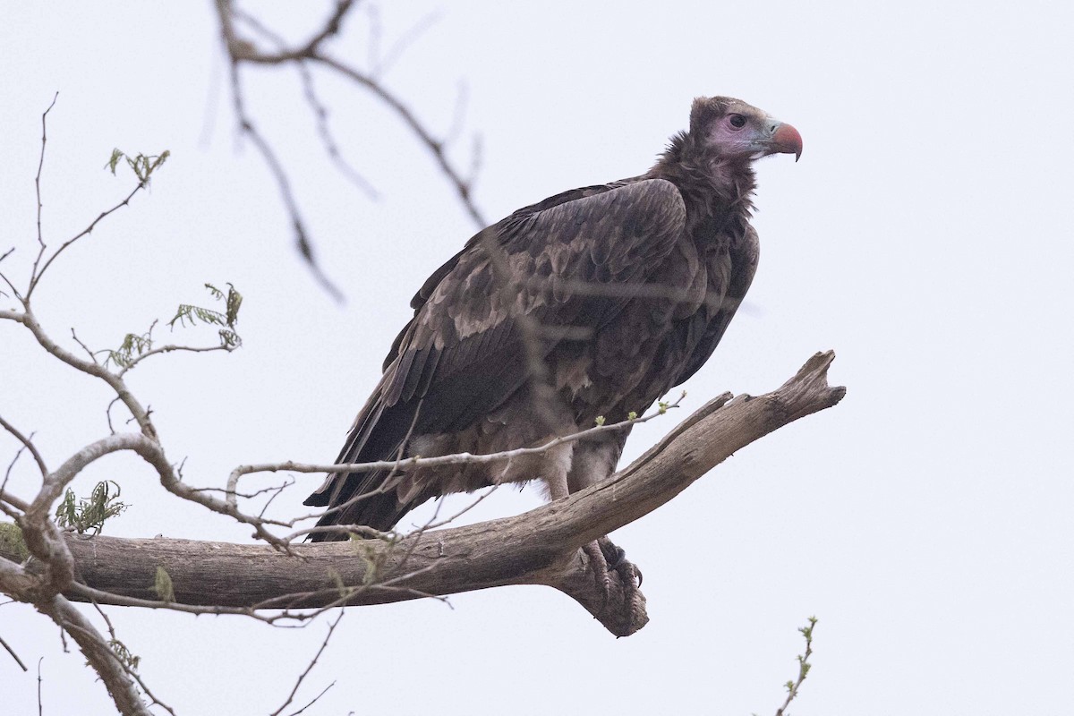 White-headed Vulture - Eric VanderWerf