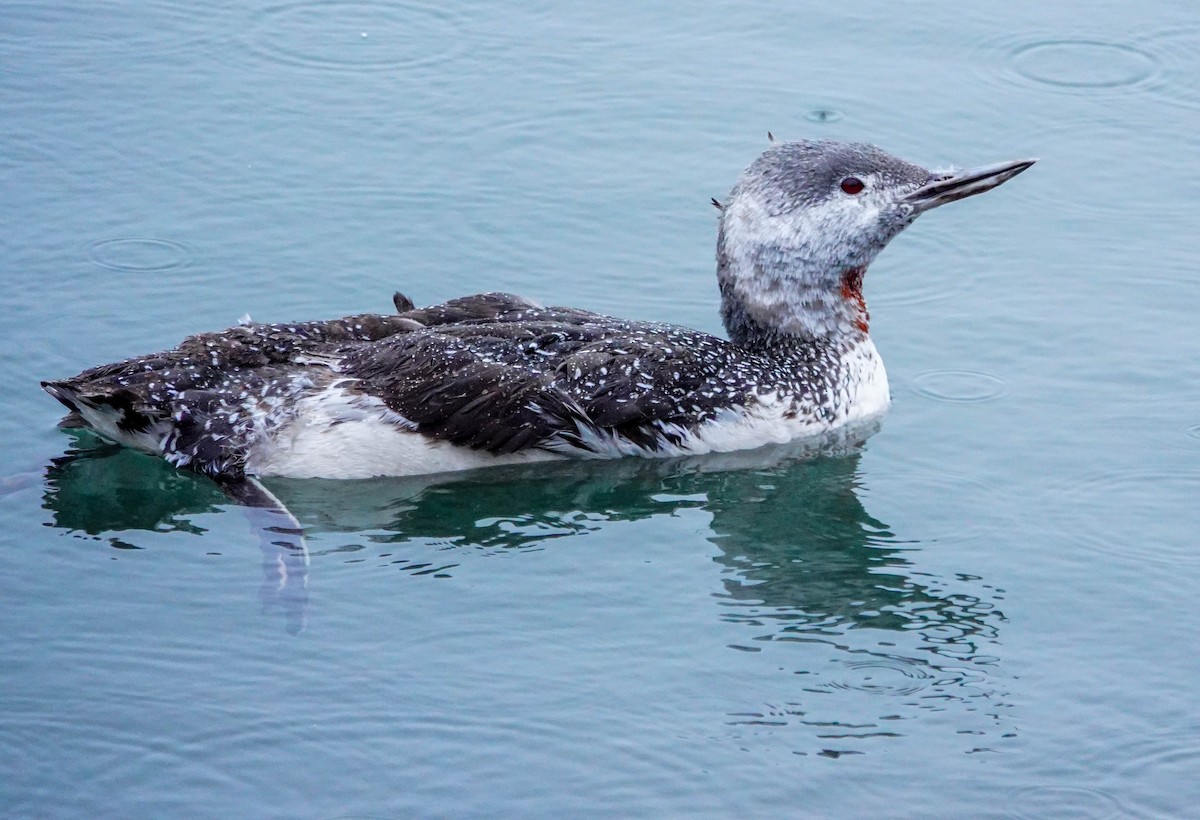Red-throated Loon - Gale VerHague