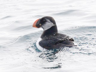 Nonbreeding adult - Michael Lanzone - ML39411911