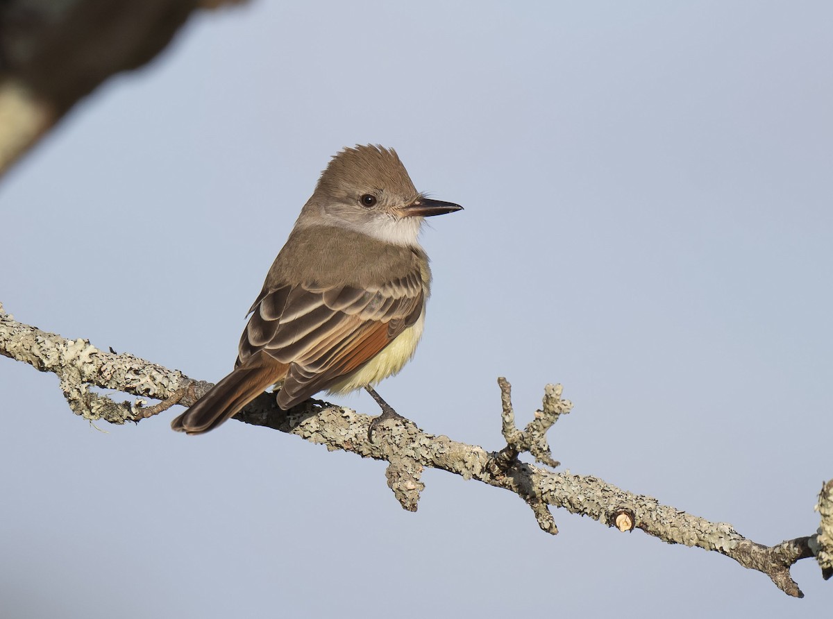 Ash-throated Flycatcher - Ronnie d'Entremont