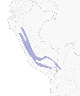 Distribution of the Stripe-headed Antpitta - Range Map
