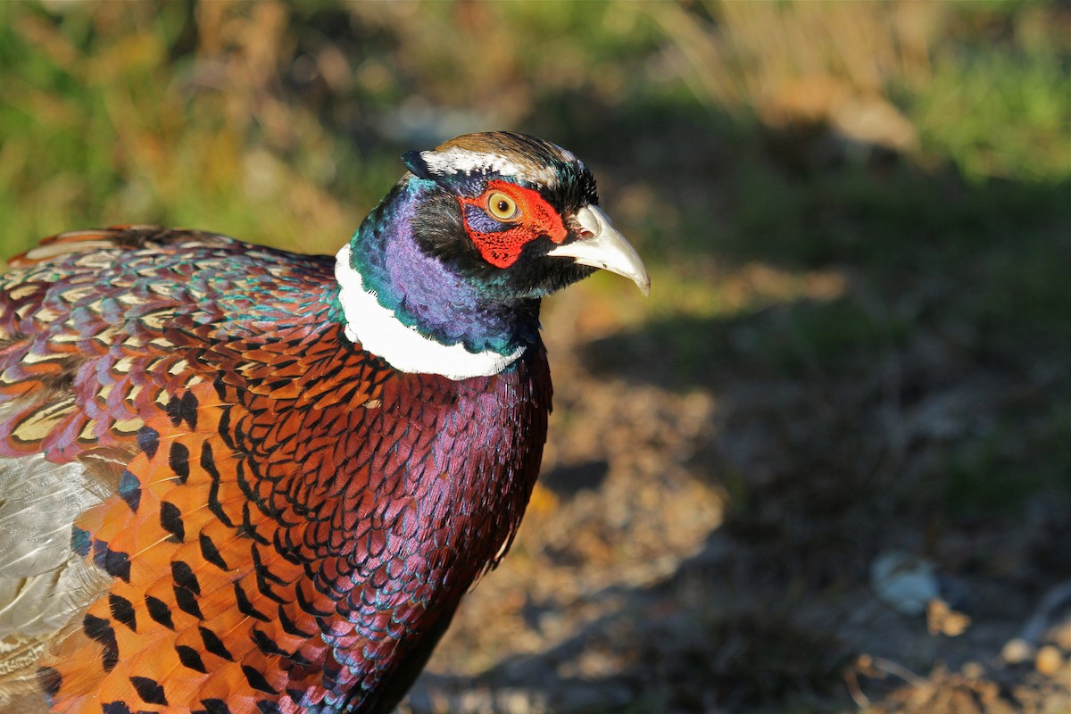 Ring-necked Pheasant - ML39412311
