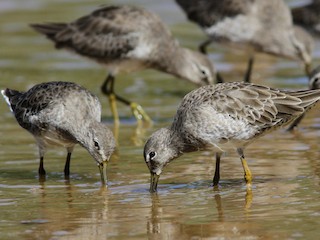 ○『神戸 花鳥園』その6－オオハシ : ゆうゆうゆうぜん歩録