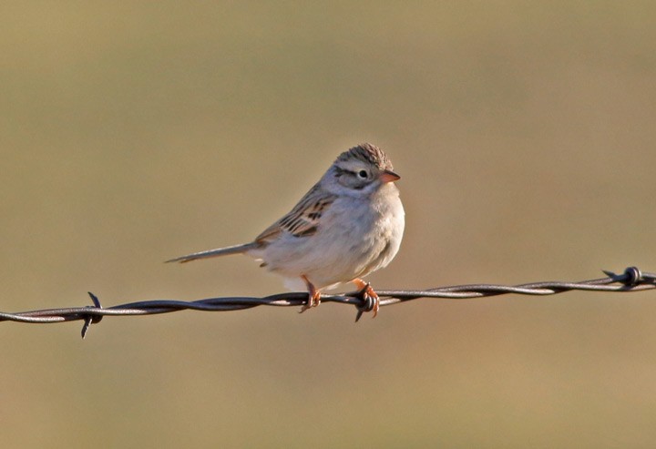 Clay-colored Sparrow - ML39412891