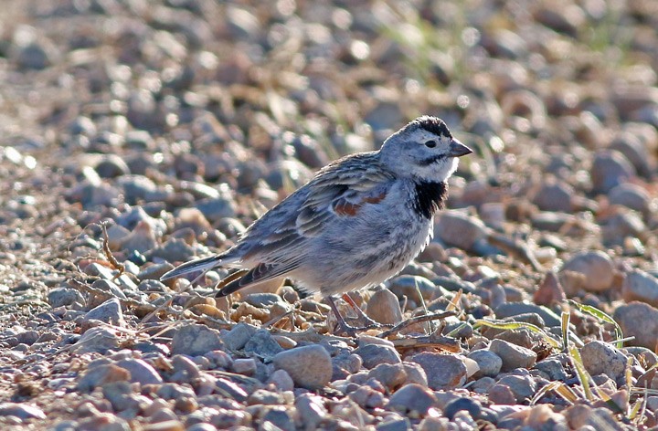 Thick-billed Longspur - ML39412961