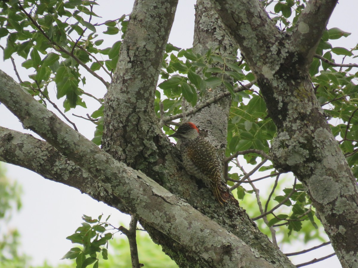 Golden-tailed Woodpecker - ML394130011