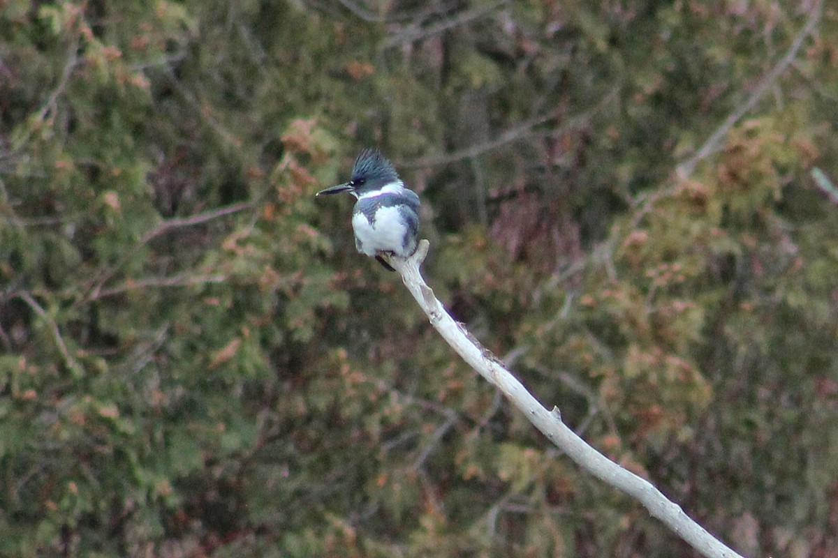 Belted Kingfisher - ML394132891