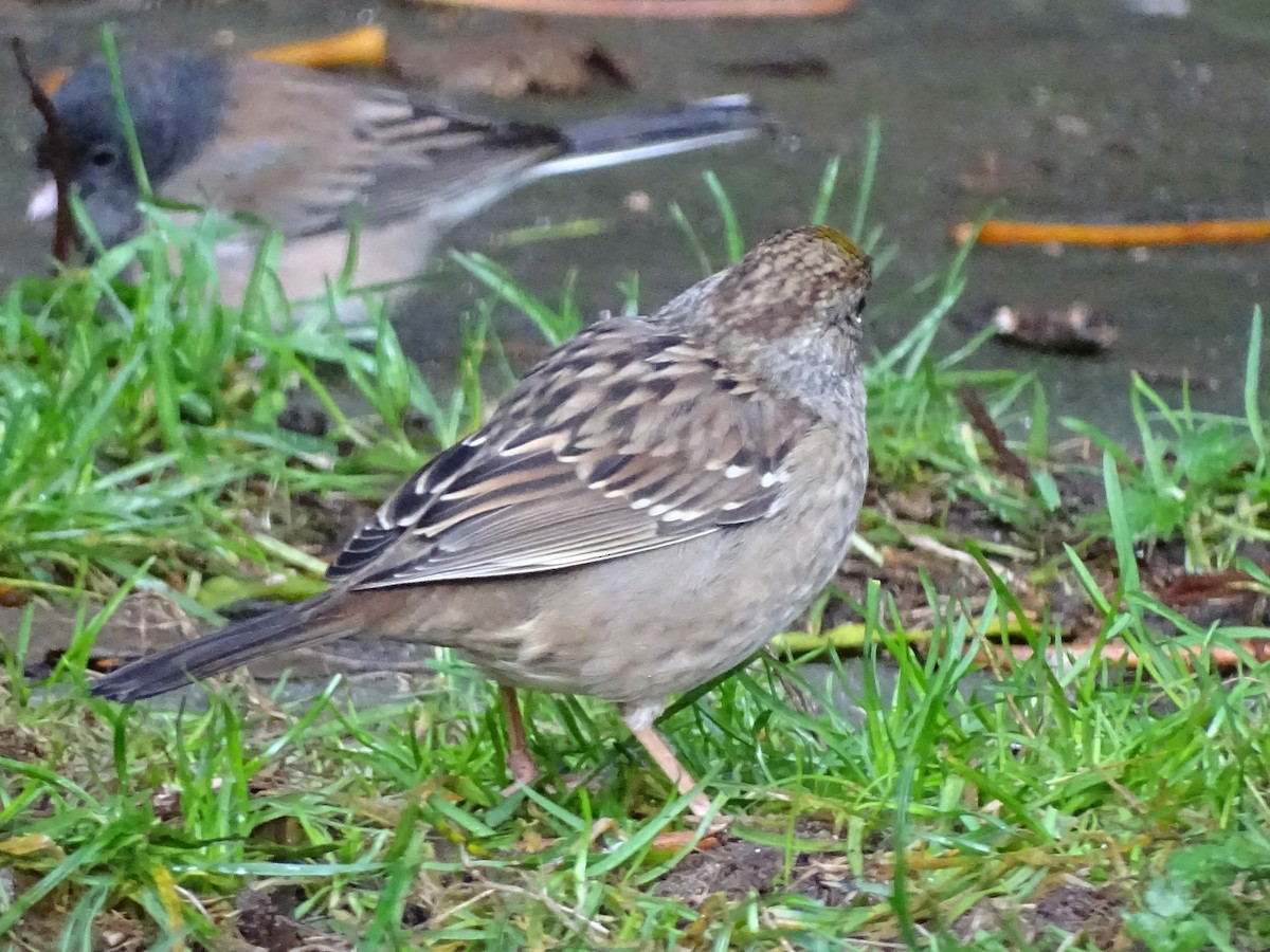 Golden-crowned Sparrow - ML394137201