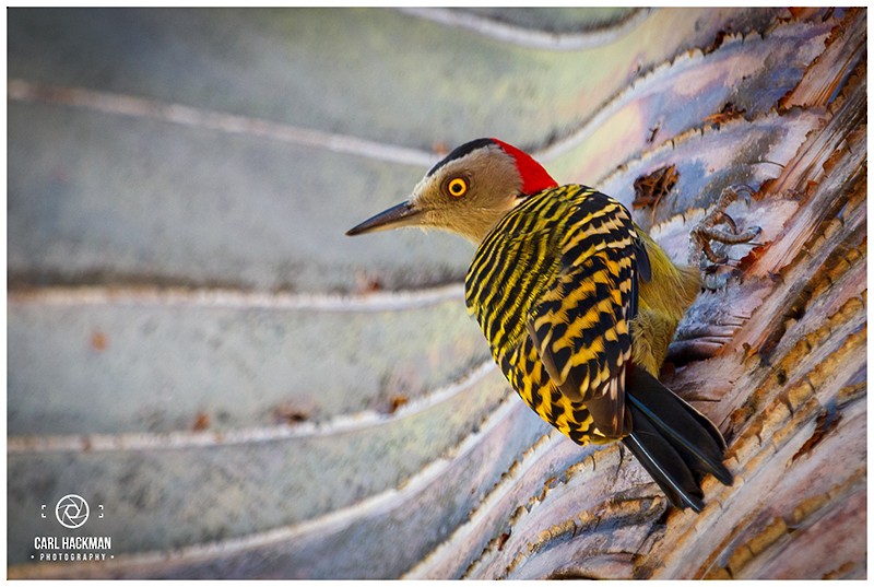 Hispaniolan Woodpecker - Carl Hackman