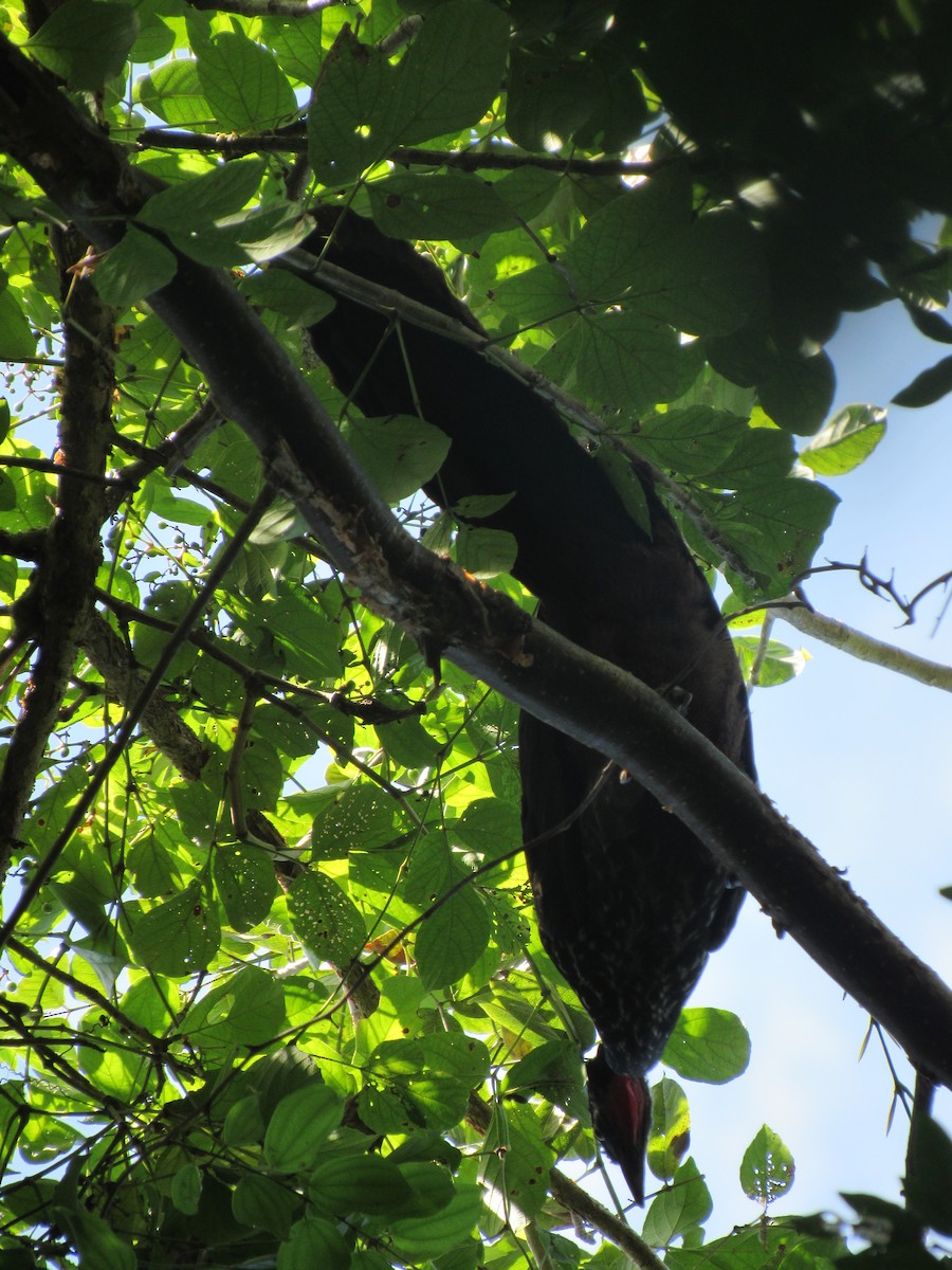Crested Guan - ML394143181
