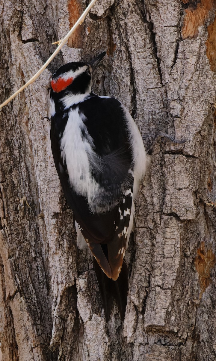 Hairy Woodpecker - mark hinton