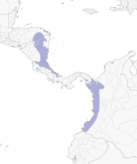 Distribution of the Thicket Antpitta - Range Map