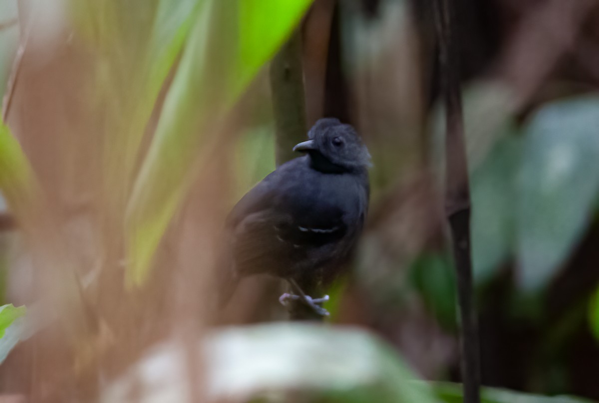 Black-headed Antbird (Amazonas) - ML394150721
